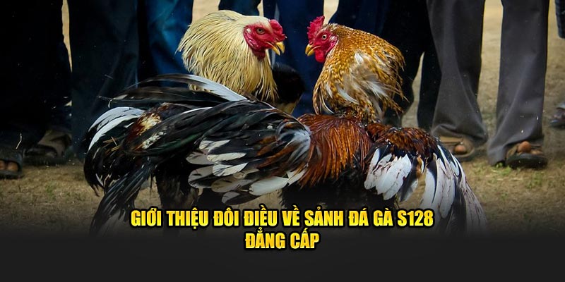 Giới thiệu về sức hấp dẫn của Đá gà S128