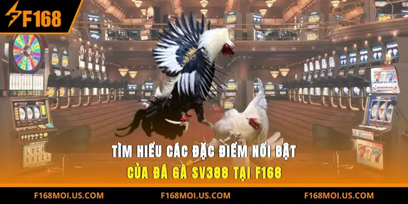 Tìm hiểu các đặc điểm nổi bật của Đá Gà SV388 tại F168