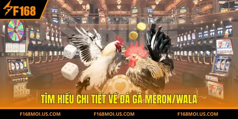 Tìm hiểu chi tiết về Đá gà Meron/Wala